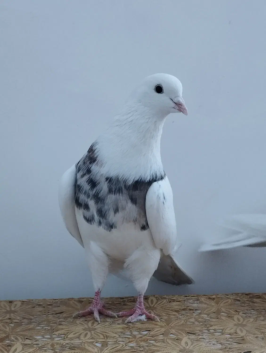 طوقی|پرنده|کبودرآهنگ, |دیوار