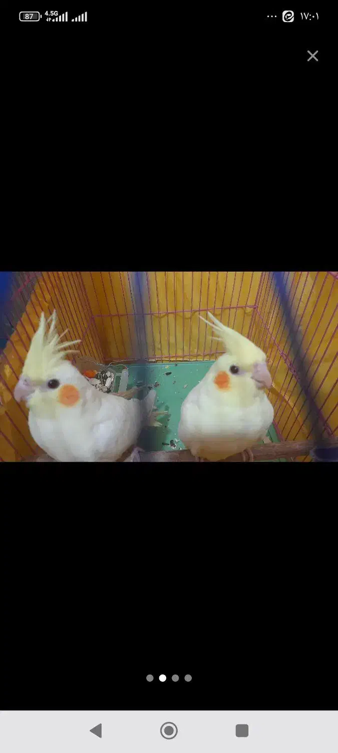 یک جفت عروس هلندی|پرنده|مسجد سلیمان, |دیوار