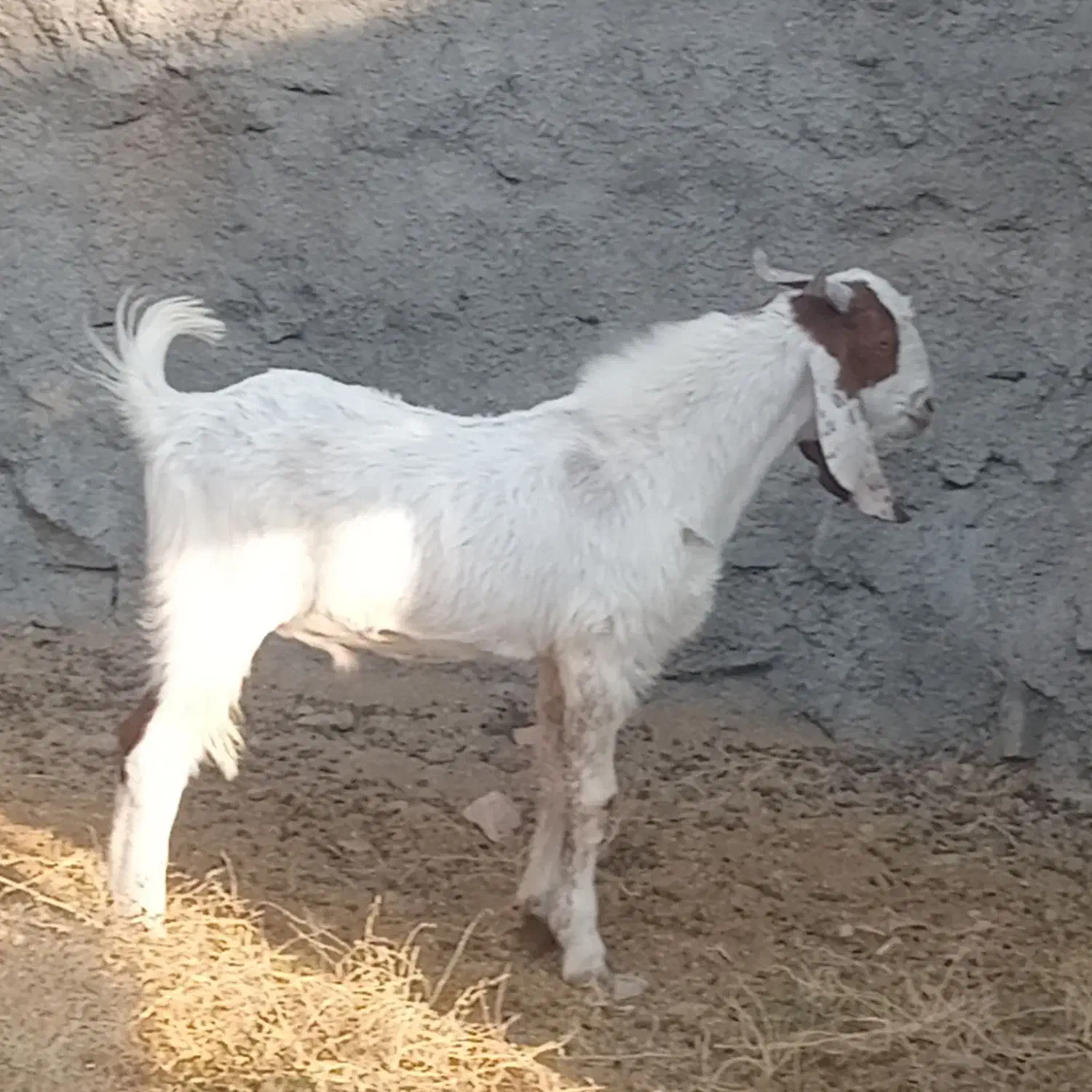 چبش پاکستانی اصل|حیوانات مزرعه|گزیک, |دیوار