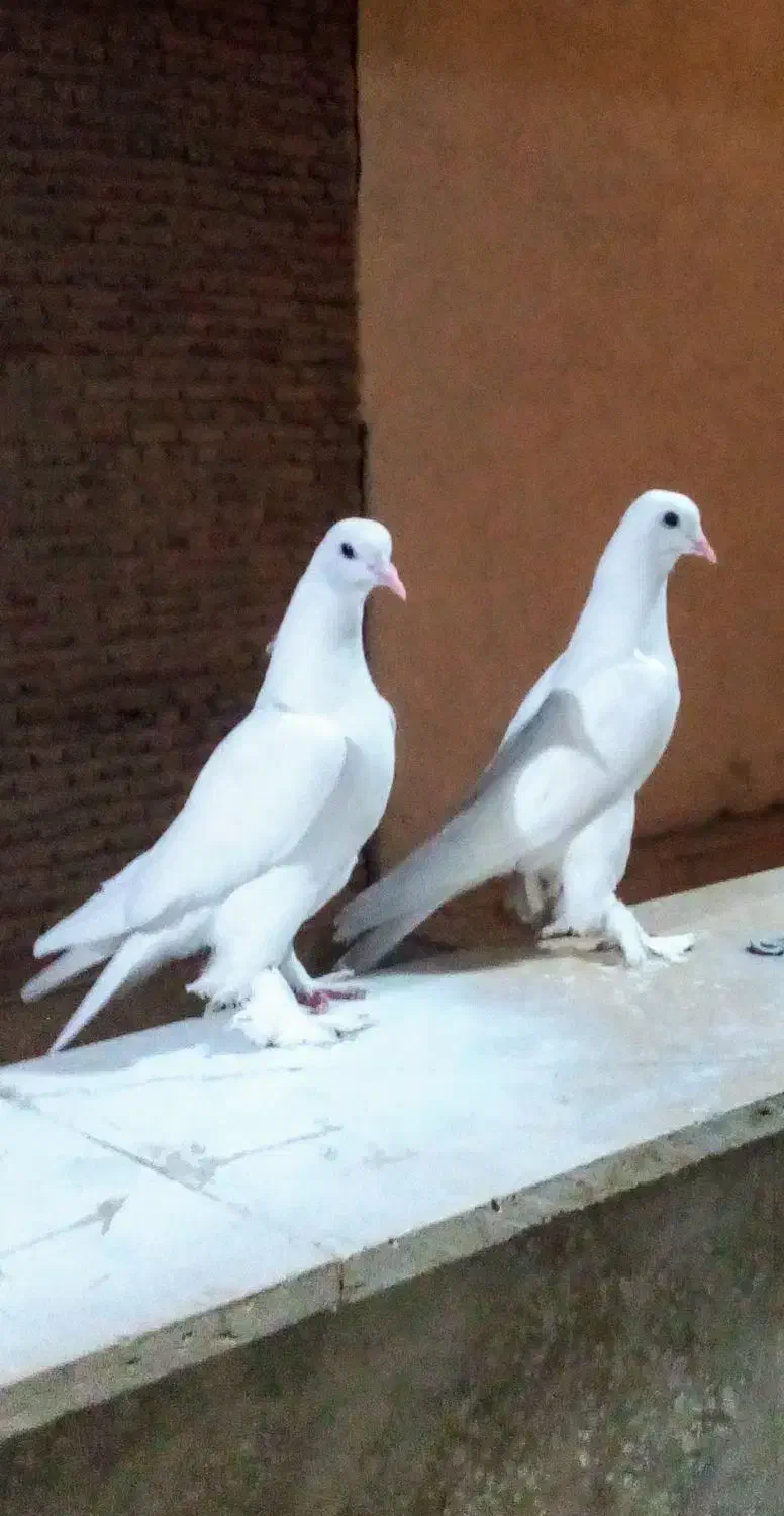 گمشده|حیوانات|تبریز, |دیوار