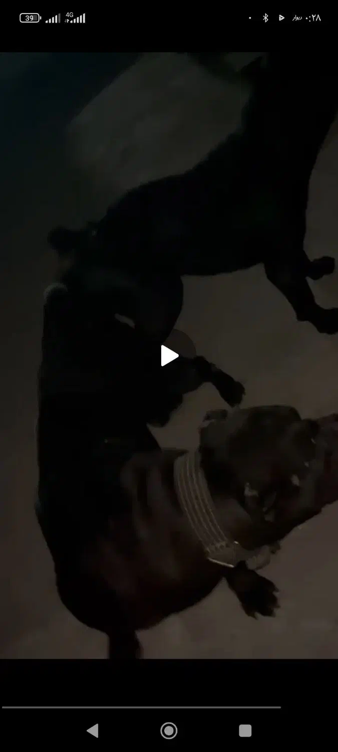 سگ.کنکورسو.کن کورسو|سگ|تهران, امیریه|دیوار