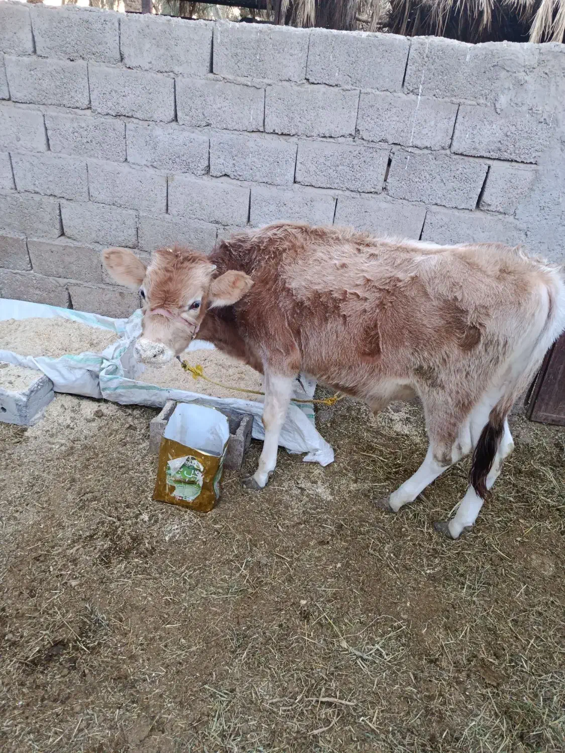 جلب امریکایی|حیوانات مزرعه|گنبکی, |دیوار