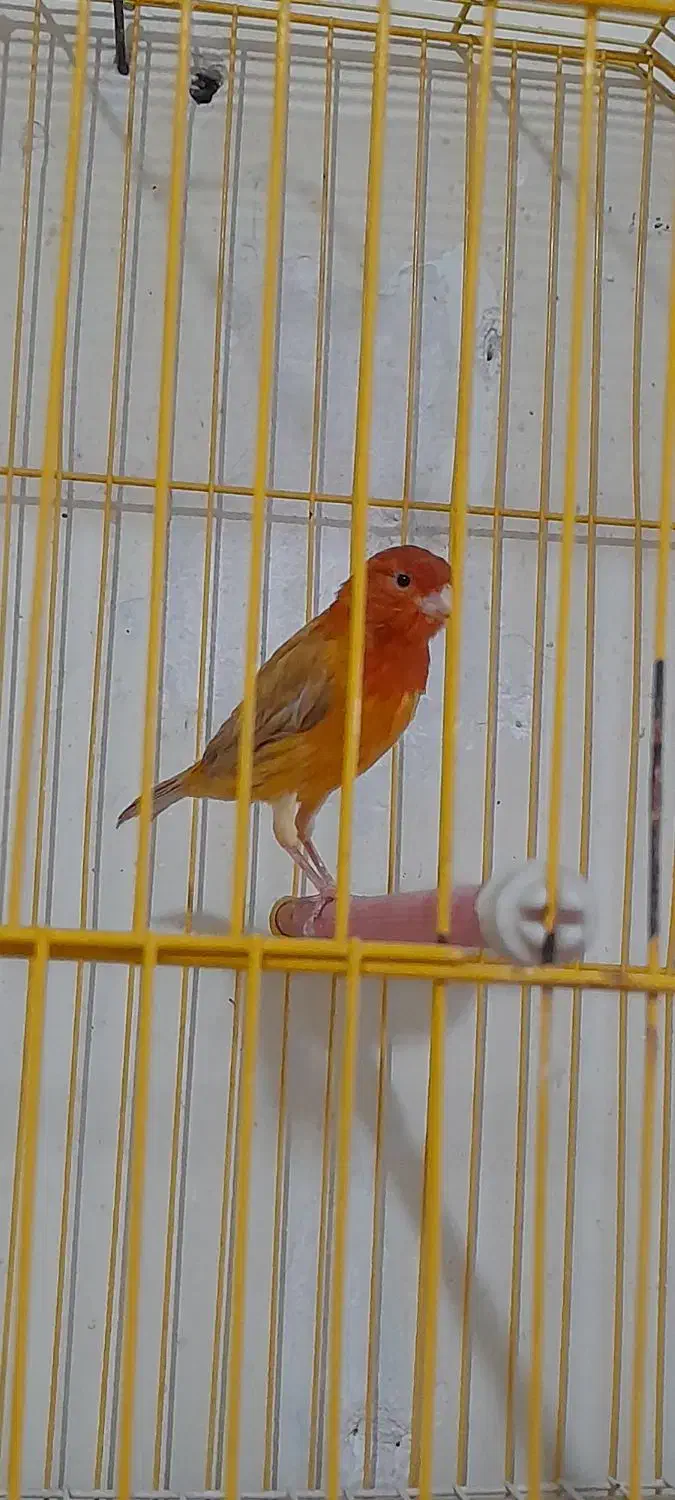 قناری شتری سرخ نر|پرنده|فسا, |دیوار