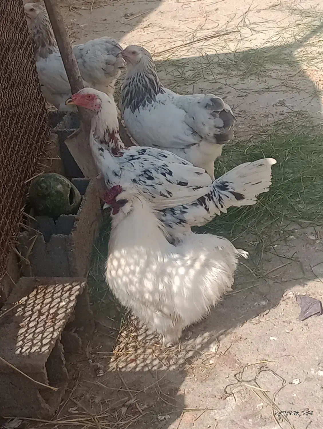 مرغ لاری چیل اس|حیوانات مزرعه|قائم‌شهر, |دیوار