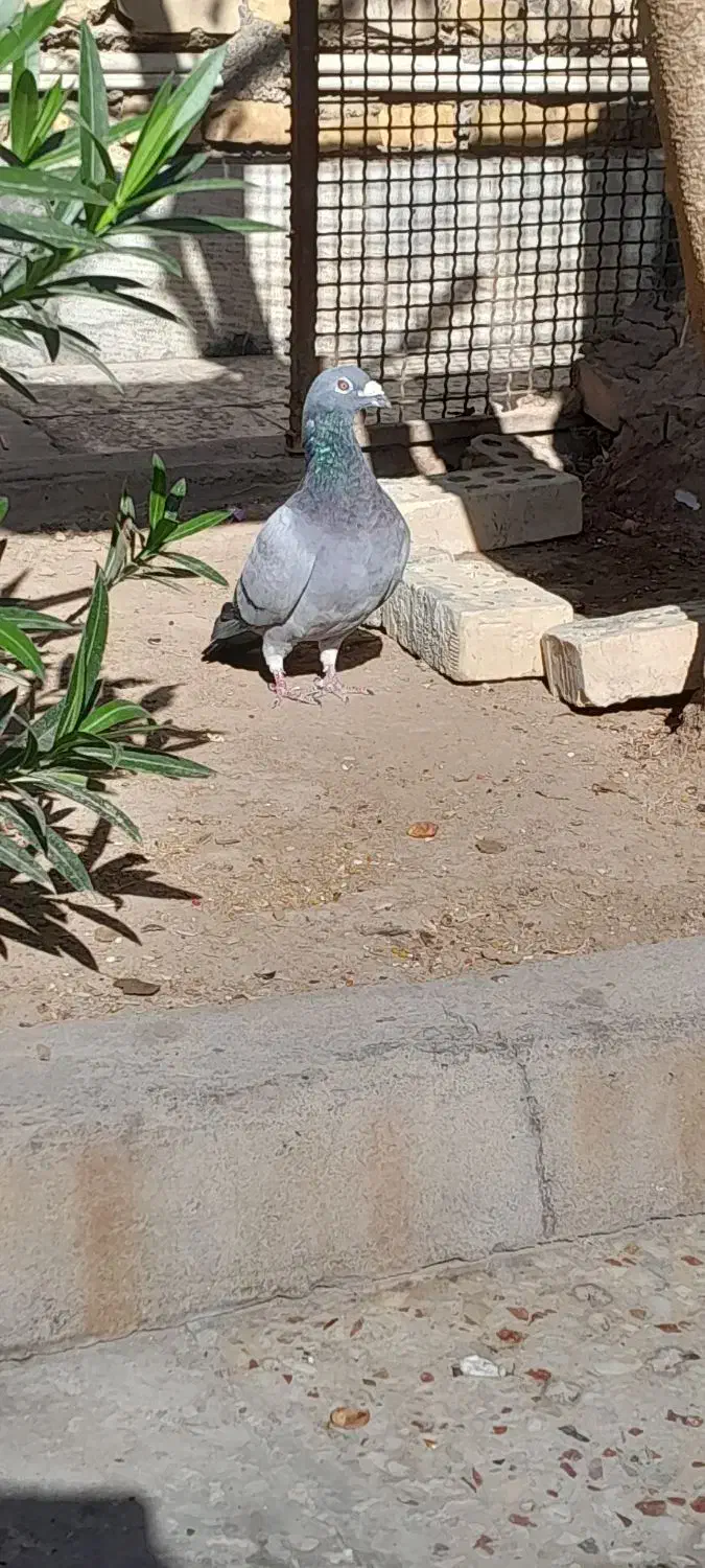 کبوتر|پرنده|کارون, |دیوار