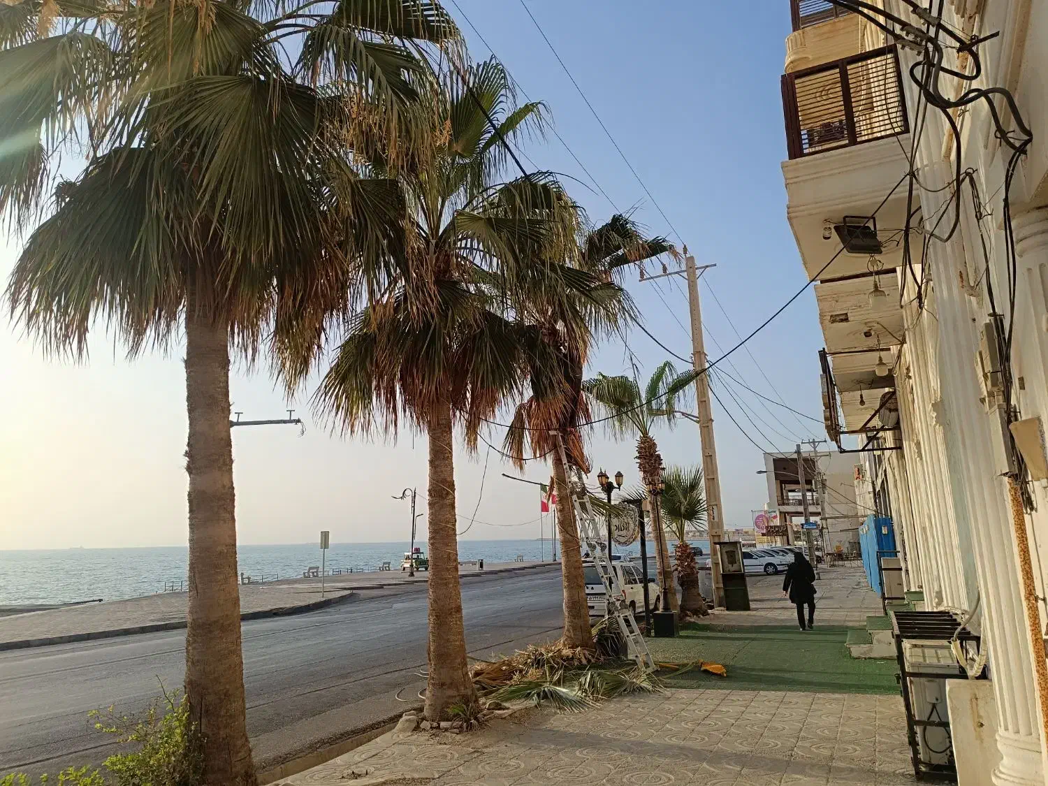 برش نخل ودرختان|خدمات باغبانی و درختکاری|بوشهر, |دیوار