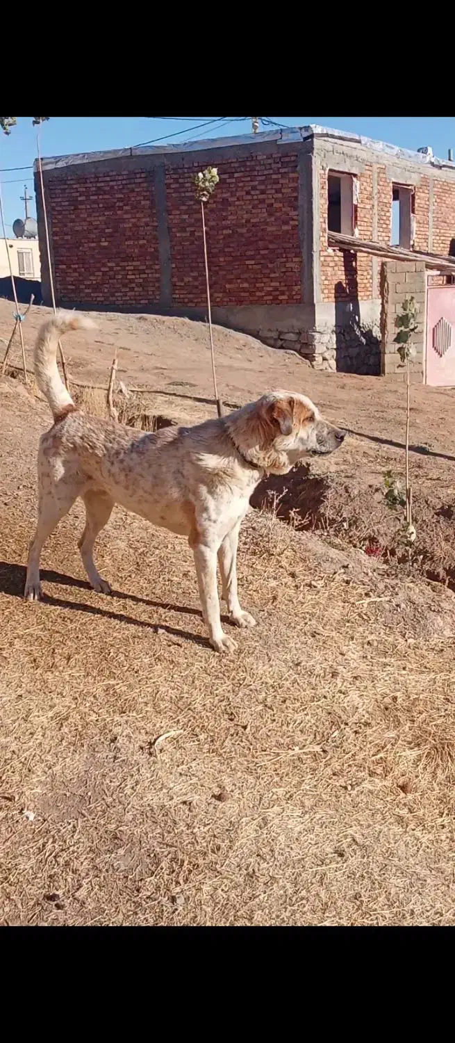 سگ سرابی|سگ|حسین آباد, |دیوار