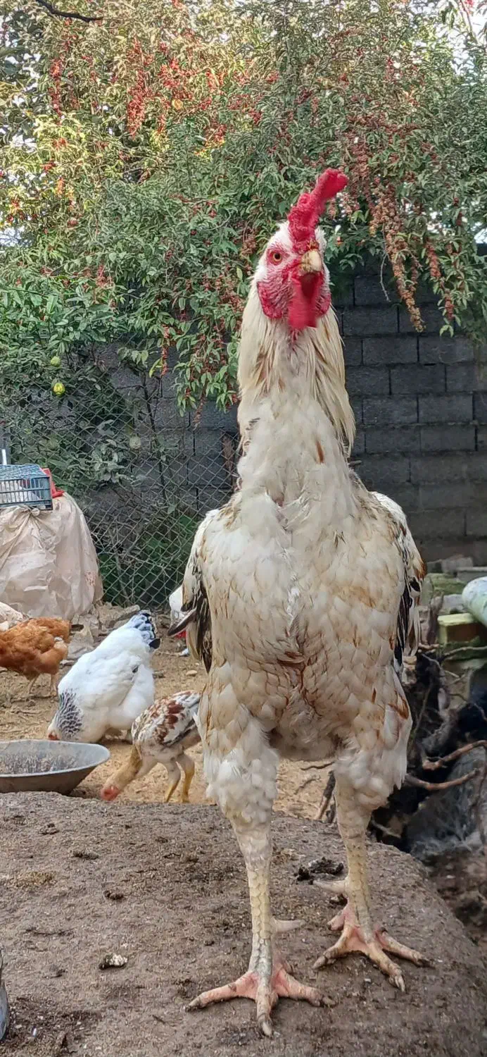 خروس لاری|حیوانات مزرعه|رشت, آتشگاه|دیوار