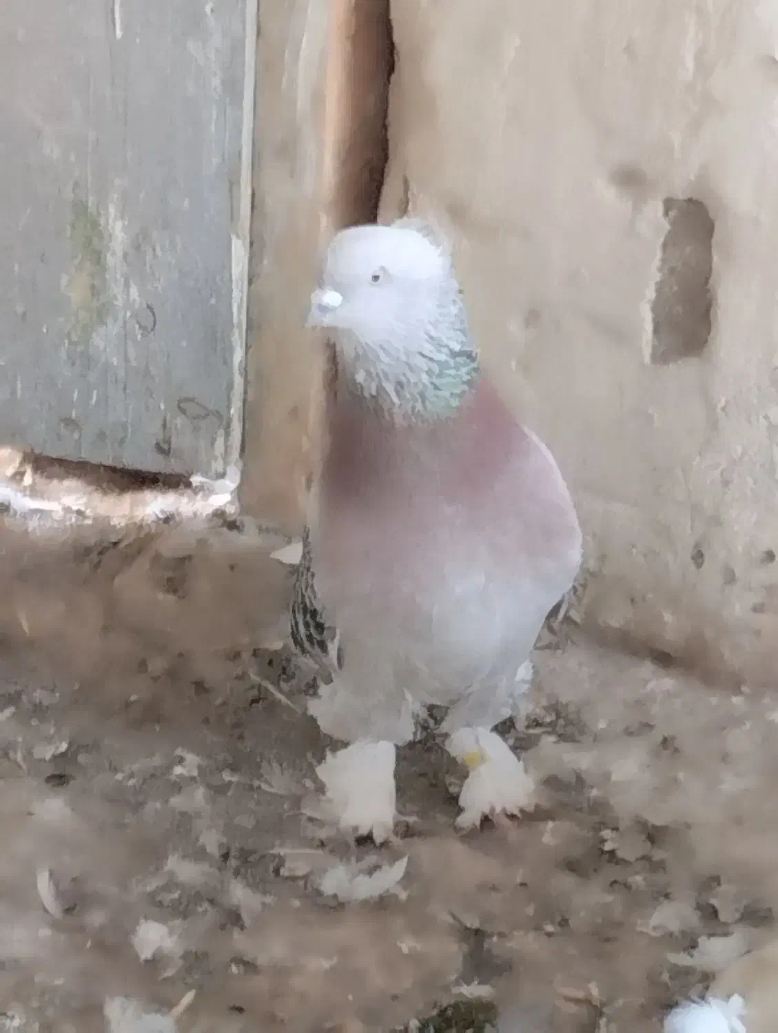 کبوتر ترکیه ایناق هواگیر|پرنده|گرمی, |دیوار