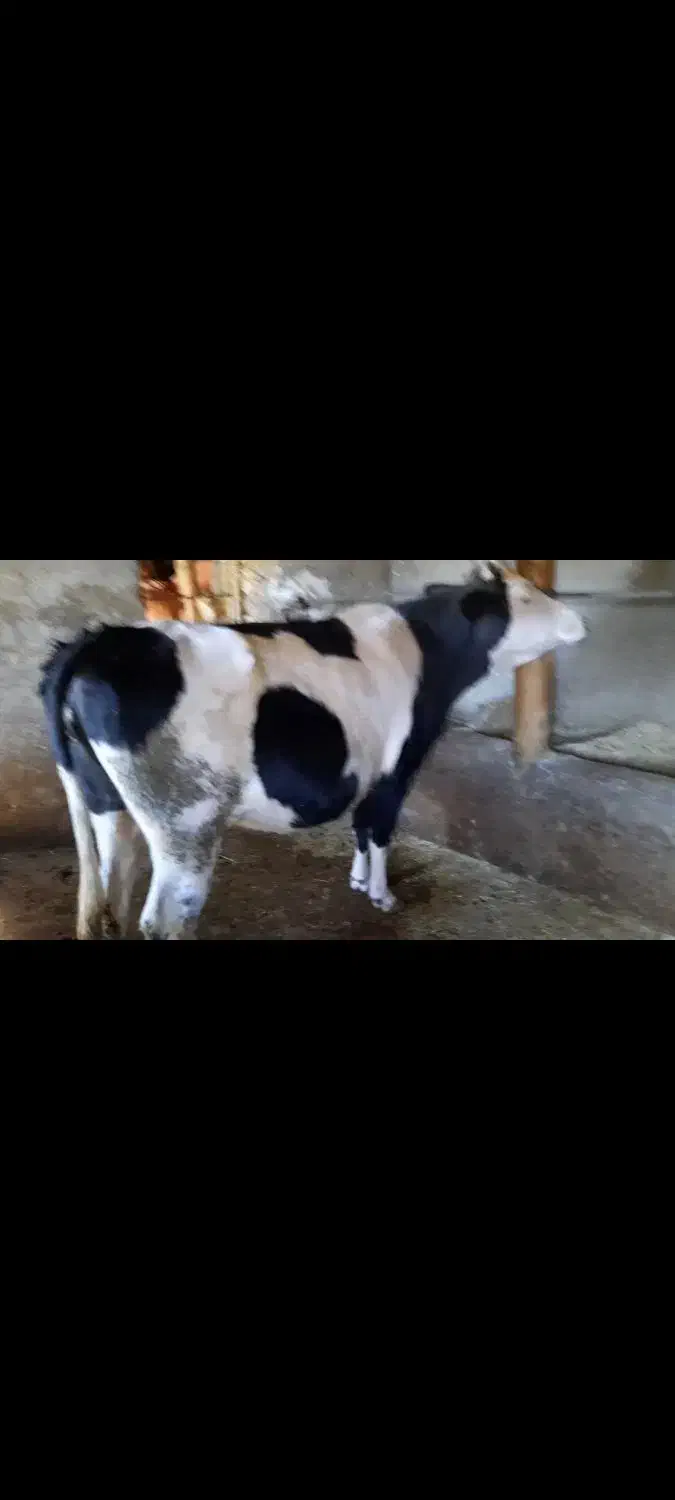 تلیسه سمینتال آبستن ۸ ماهه|حیوانات مزرعه|سروآباد, |دیوار