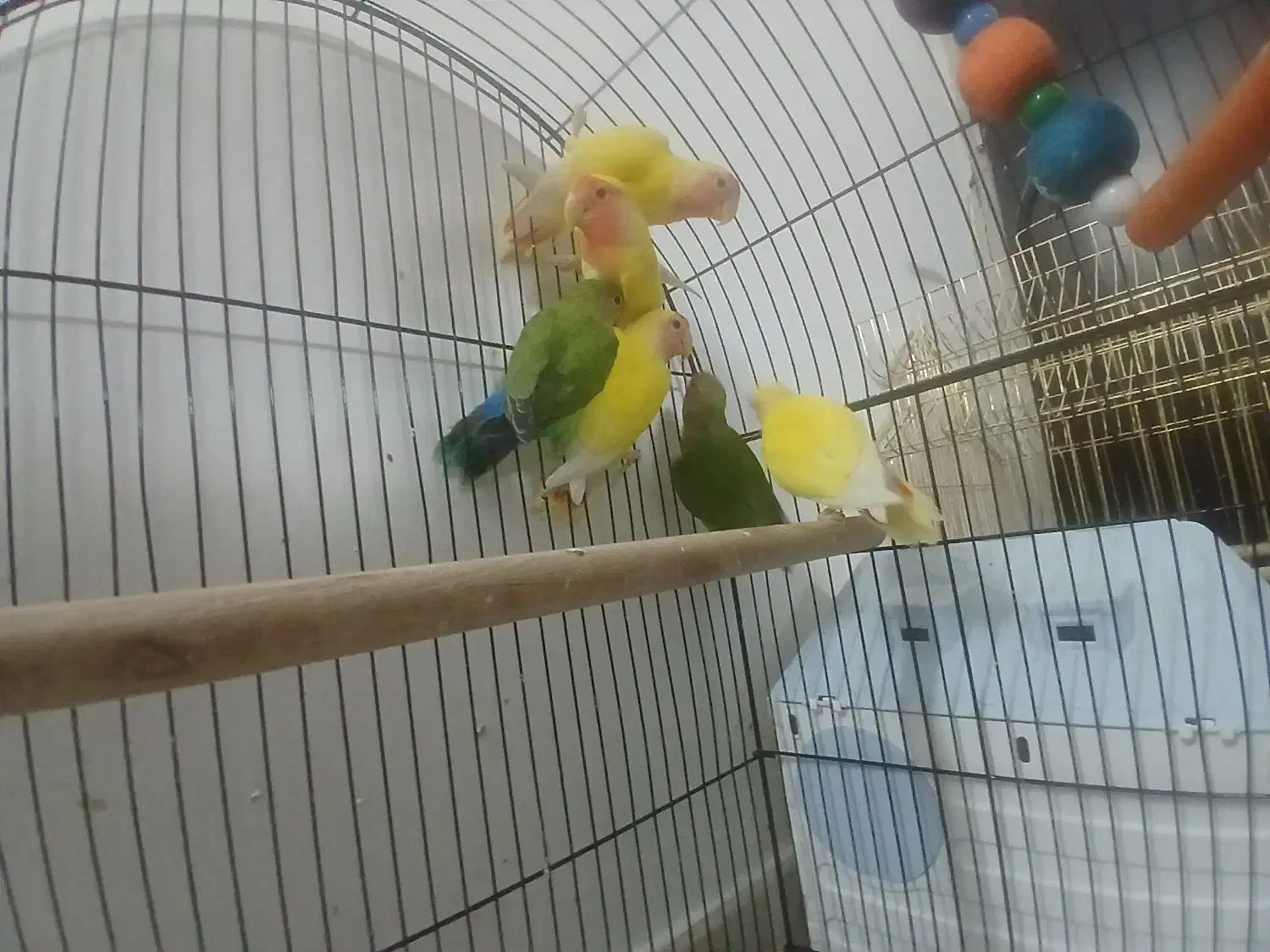 کوتوله|پرنده|قم, شاه سید علی|دیوار