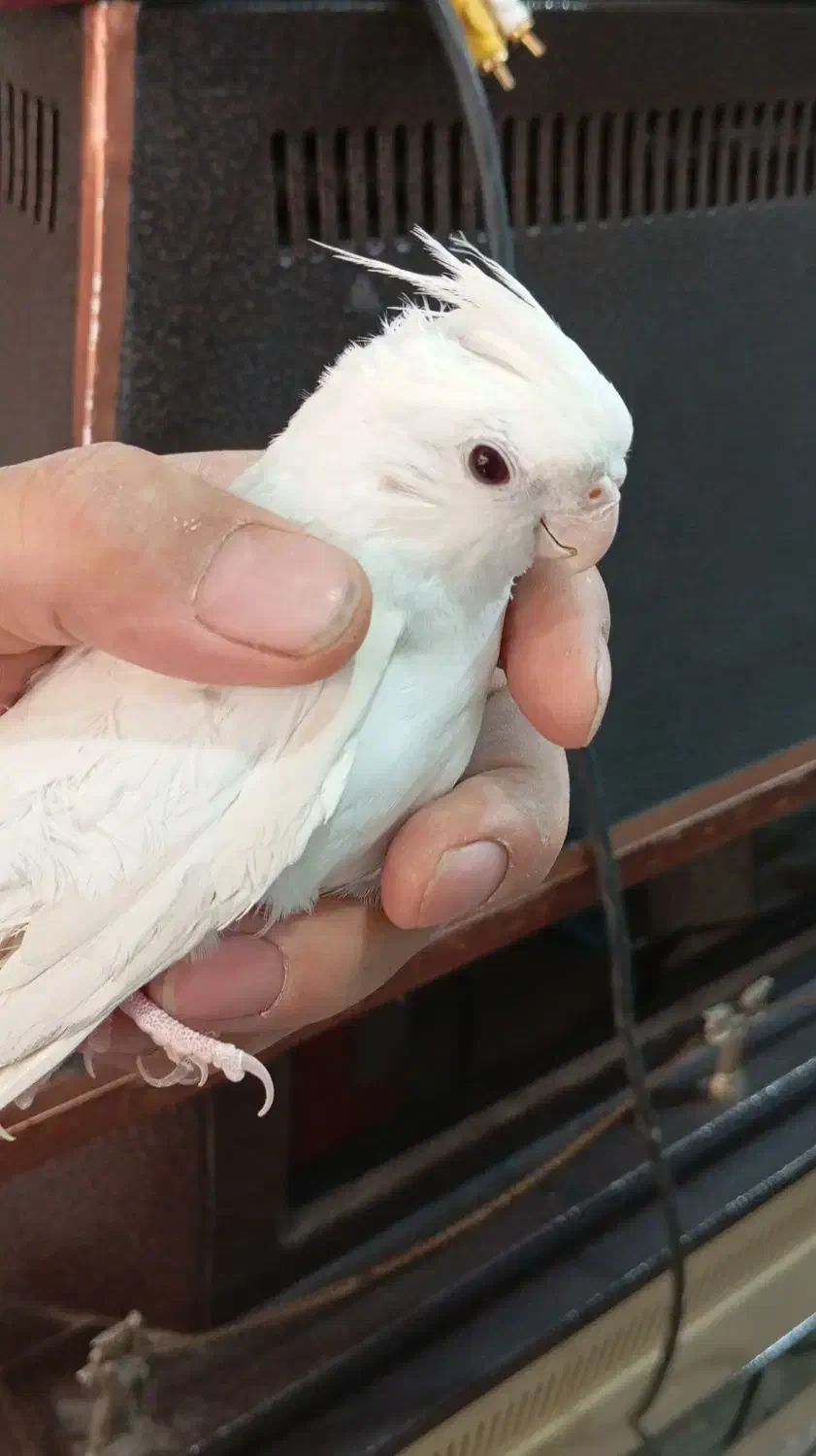 عروس هلندی البینو نردستی|پرنده|قم, انسجام|دیوار