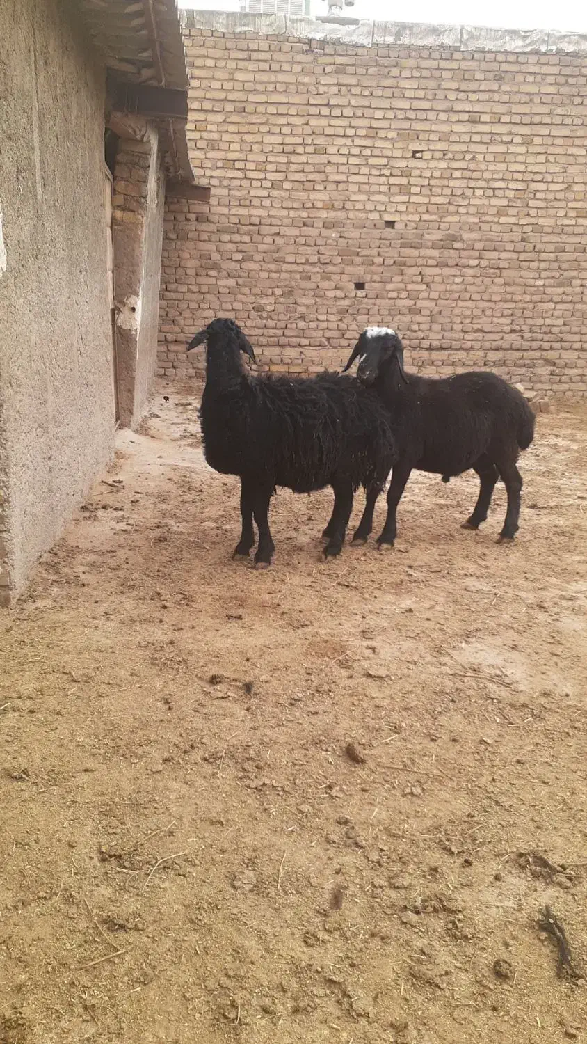 بره قزل|حیوانات مزرعه|بوئین زهرا, |دیوار