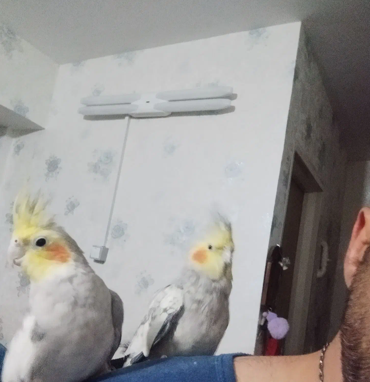 یه جفت عروس هلندی نرو ماده بالغ|پرنده|تهران, مینابی|دیوار