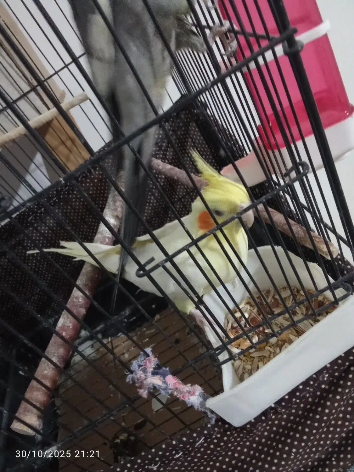 دو جفت عروس هلند سالم نر ماده|پرنده|شبستر, |دیوار