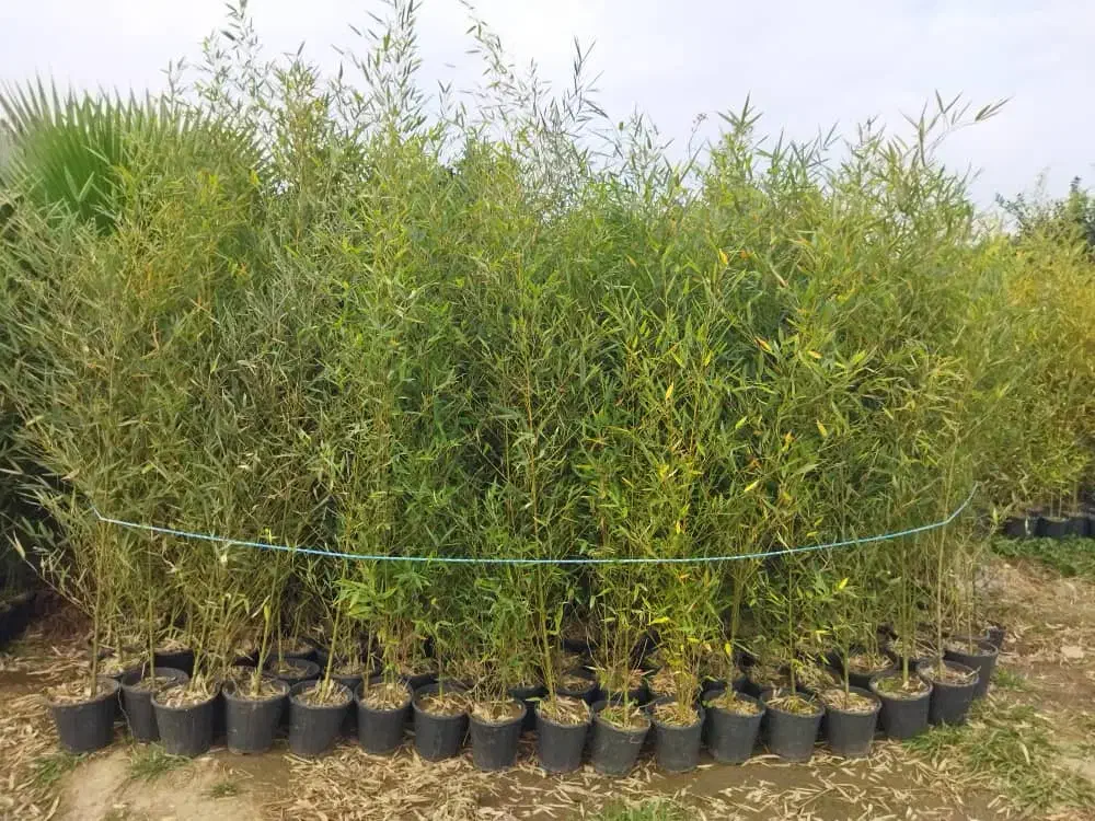 نی خیزران.خیزران|گل و گیاه طبیعی|کلاچای, |دیوار