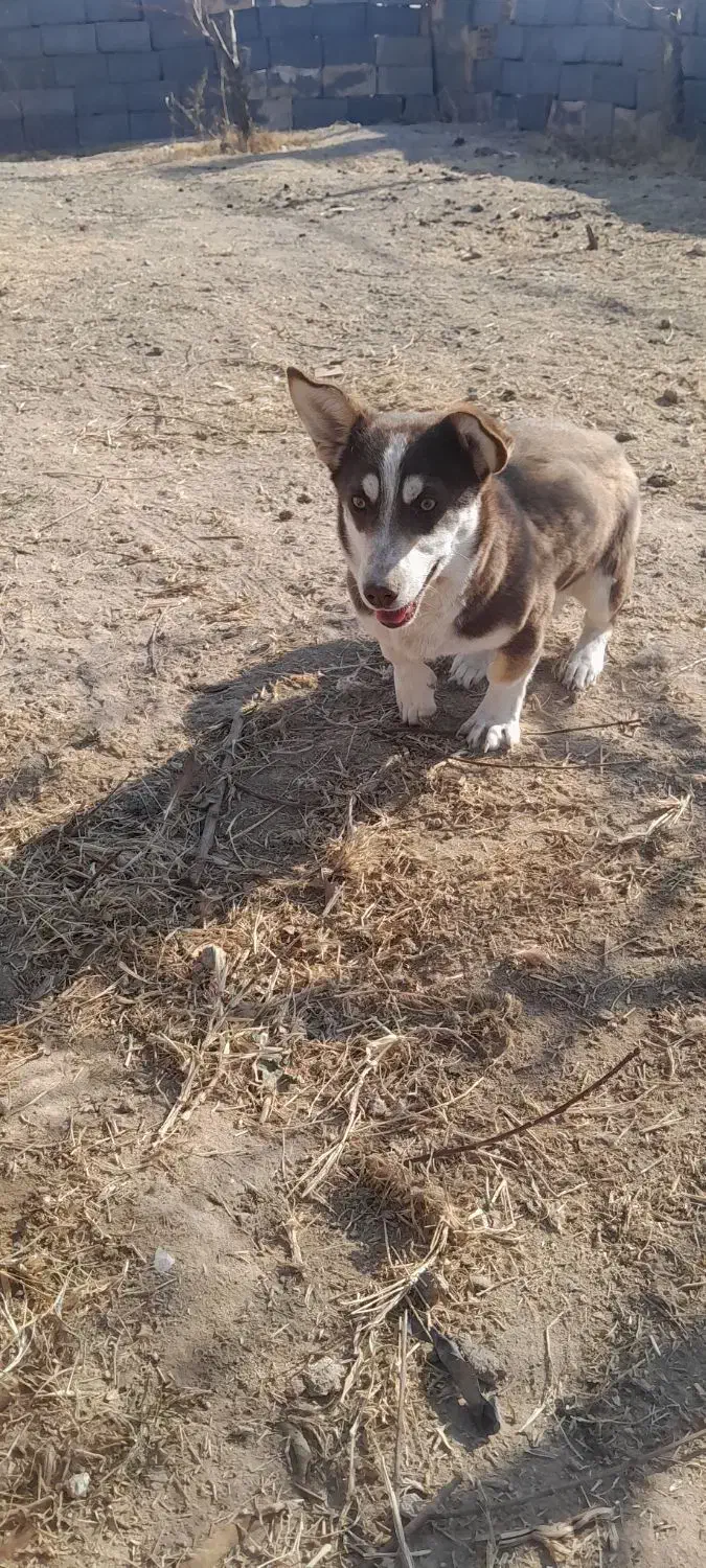 سگ پاکوتاه|سگ|مراغه, |دیوار