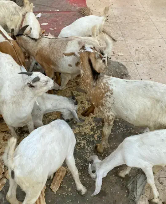 بز نر|حیوانات مزرعه|کیش, |دیوار