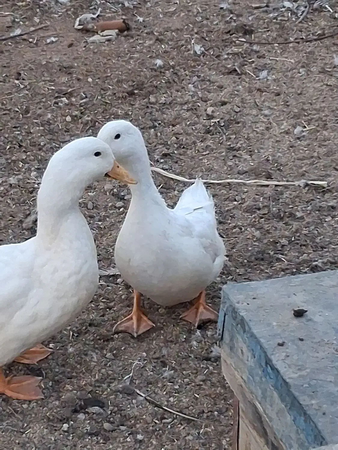 یک‌جفت‌اردک‌سفید‌جوان|حیوانات مزرعه|خمینی‌شهر, |دیوار