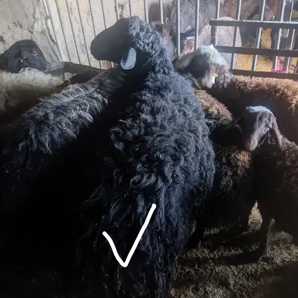 قوچ قزل|حیوانات مزرعه|خمین, |دیوار