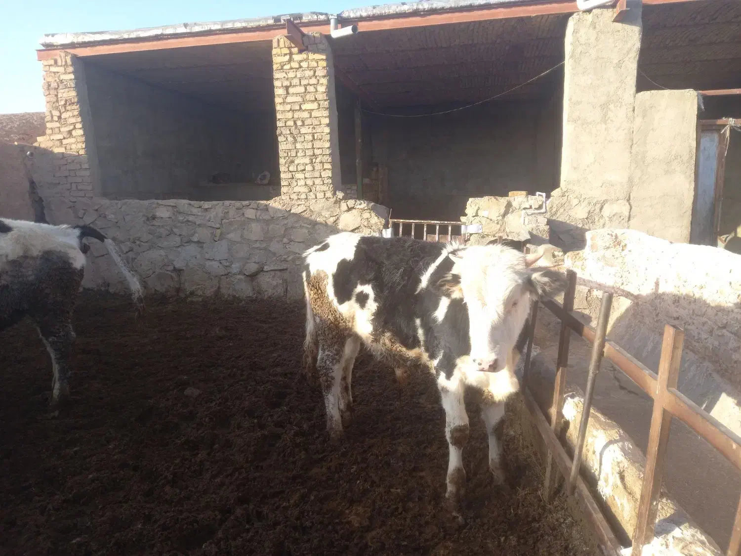 جوانه نر|حیوانات مزرعه|فیروزه, |دیوار