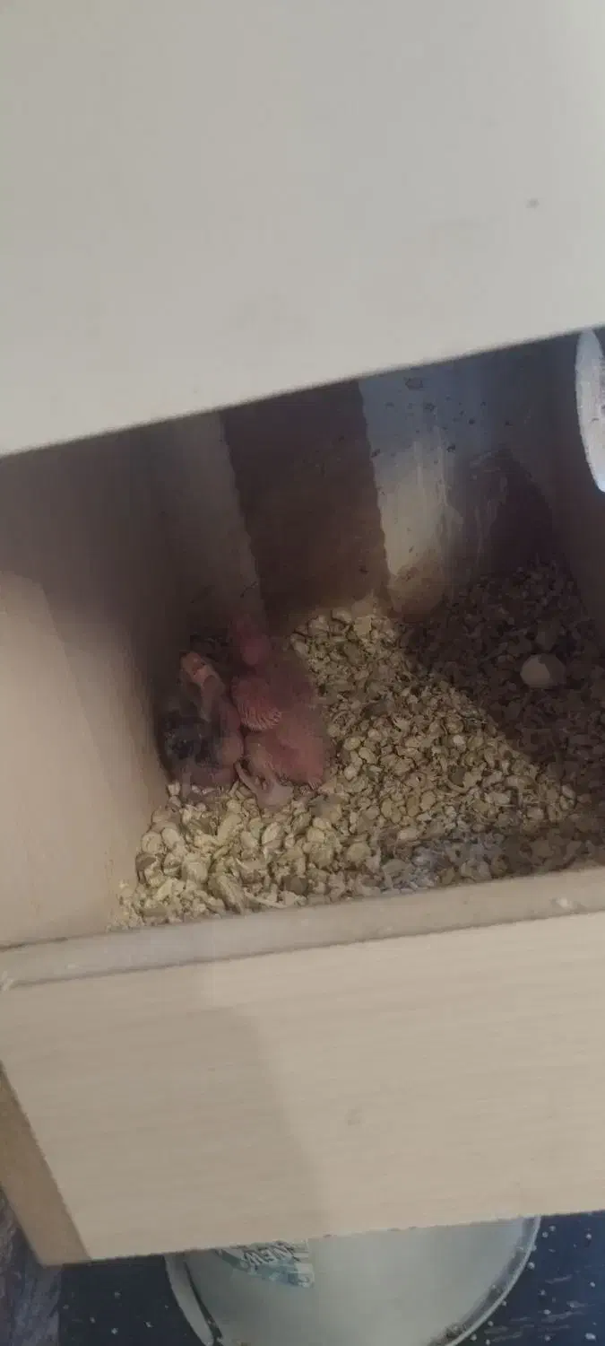 عروس هلندی مولد|پرنده|فردیس, سپید دشت|دیوار