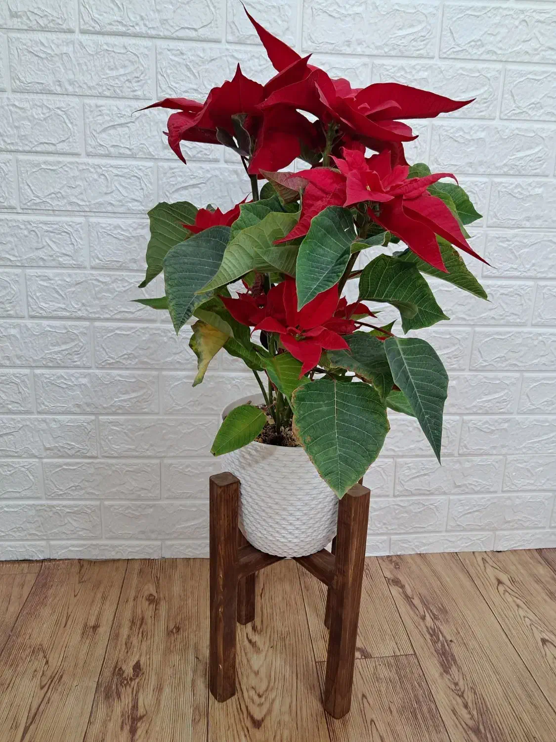 استند گل|کتابخانه، شلف، قفسههای دیواری|نجفآباد, کشاورز|دیوار