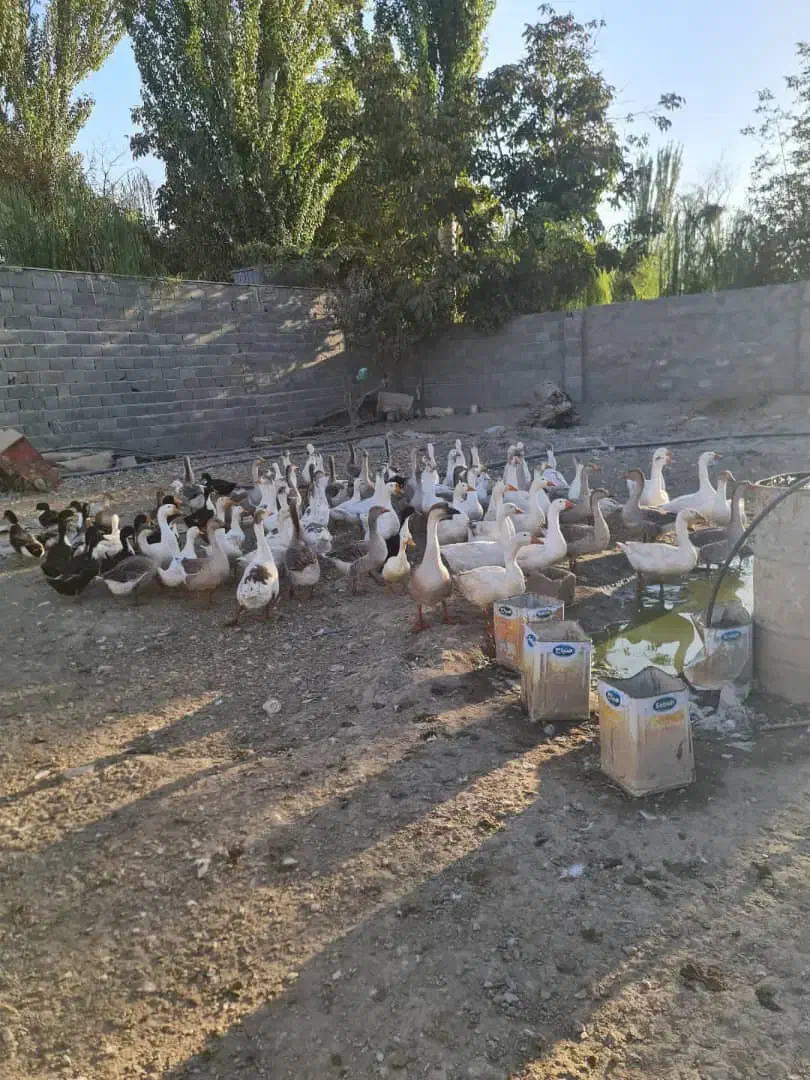 غاز نر.خروس محلی جوان|حیوانات مزرعه|هشتگرد, تهران دشت|دیوار