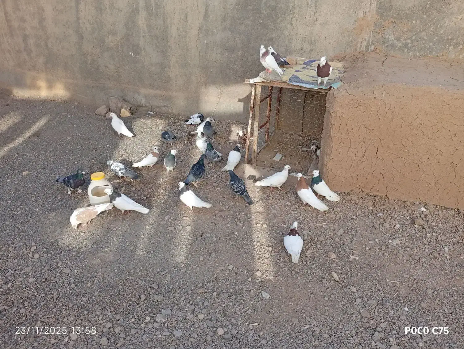 ۳۲تاکفترپرشی وجفتگاه ارزون|پرنده|سبزوار, هویزه|دیوار