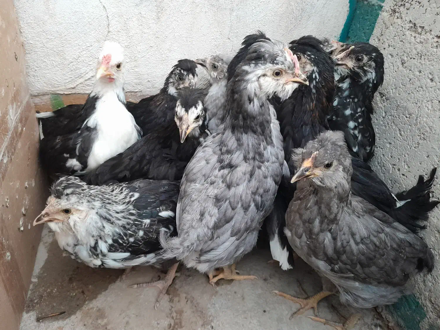 نیمچه و جوجه های گلین|حیوانات مزرعه|رامهرمز, |دیوار