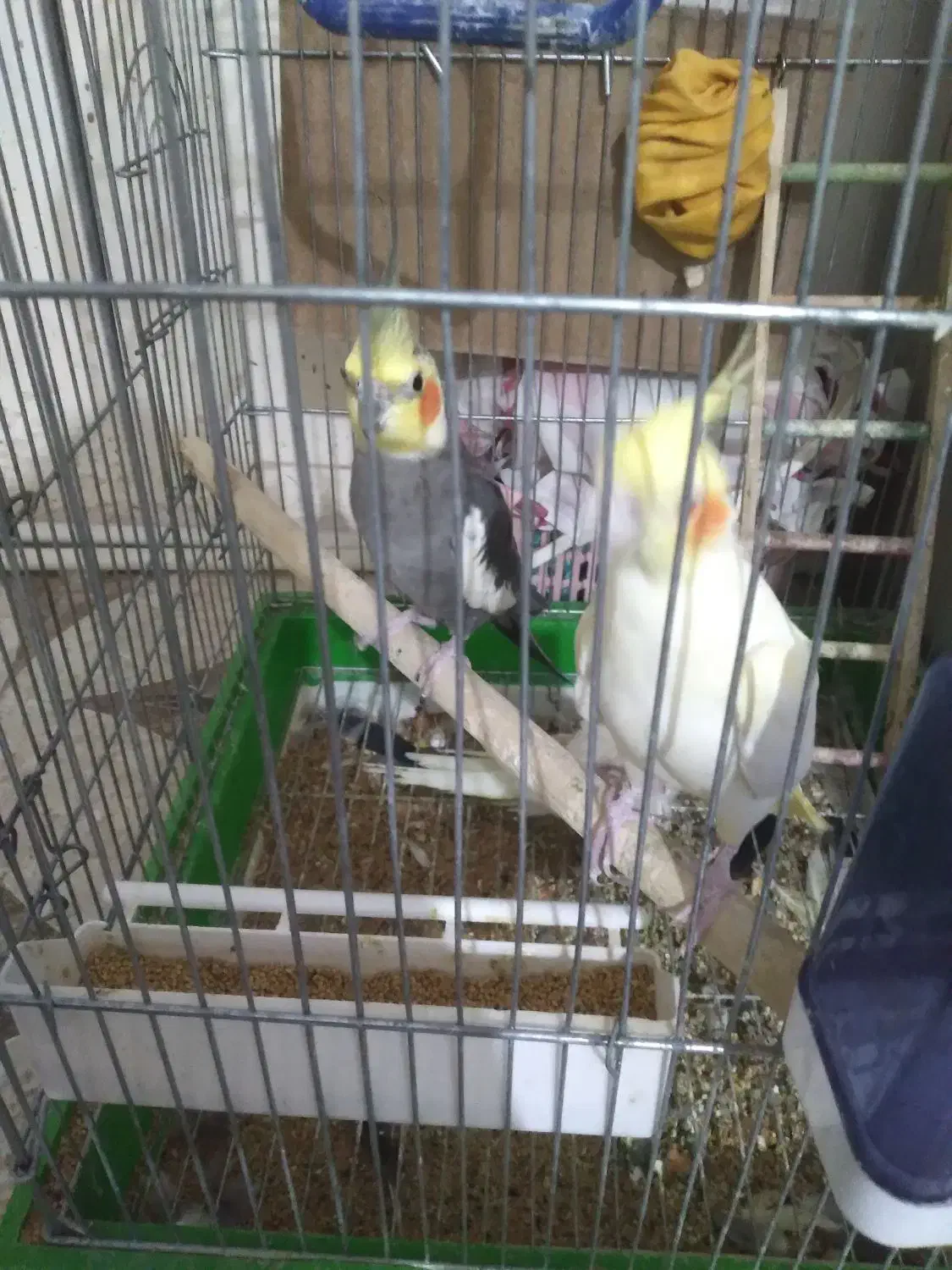 عروس هلندی|پرنده|قرچک, قشلاق جیتو|دیوار