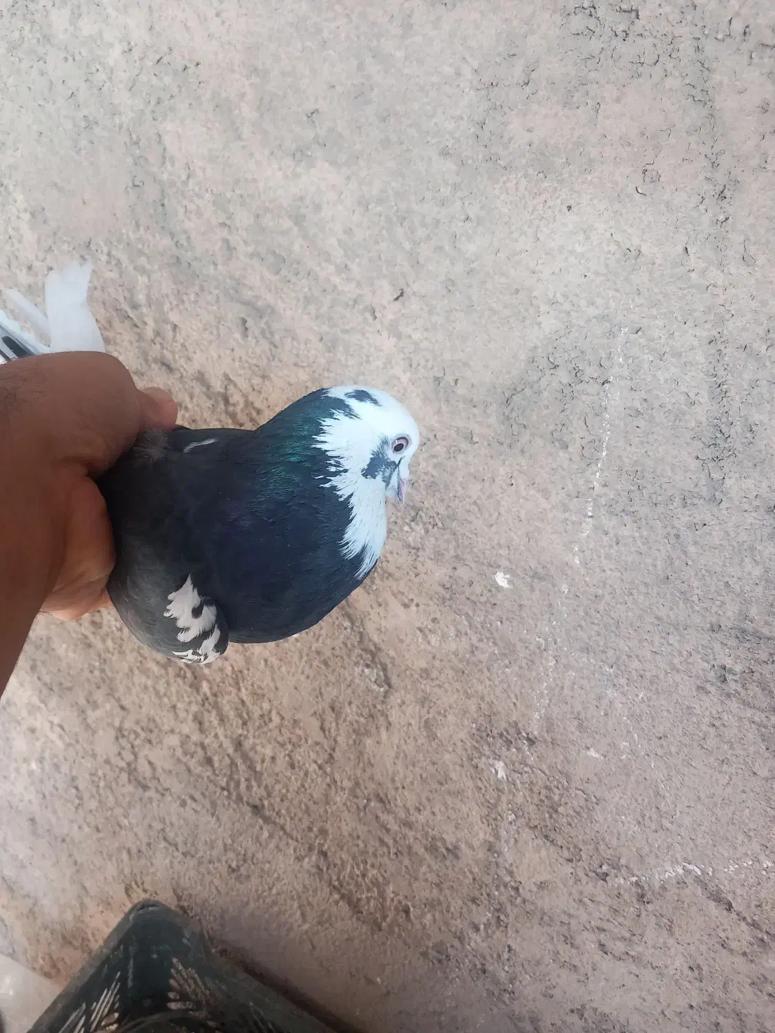 کفترپرشی|پرنده|خاوران, |دیوار