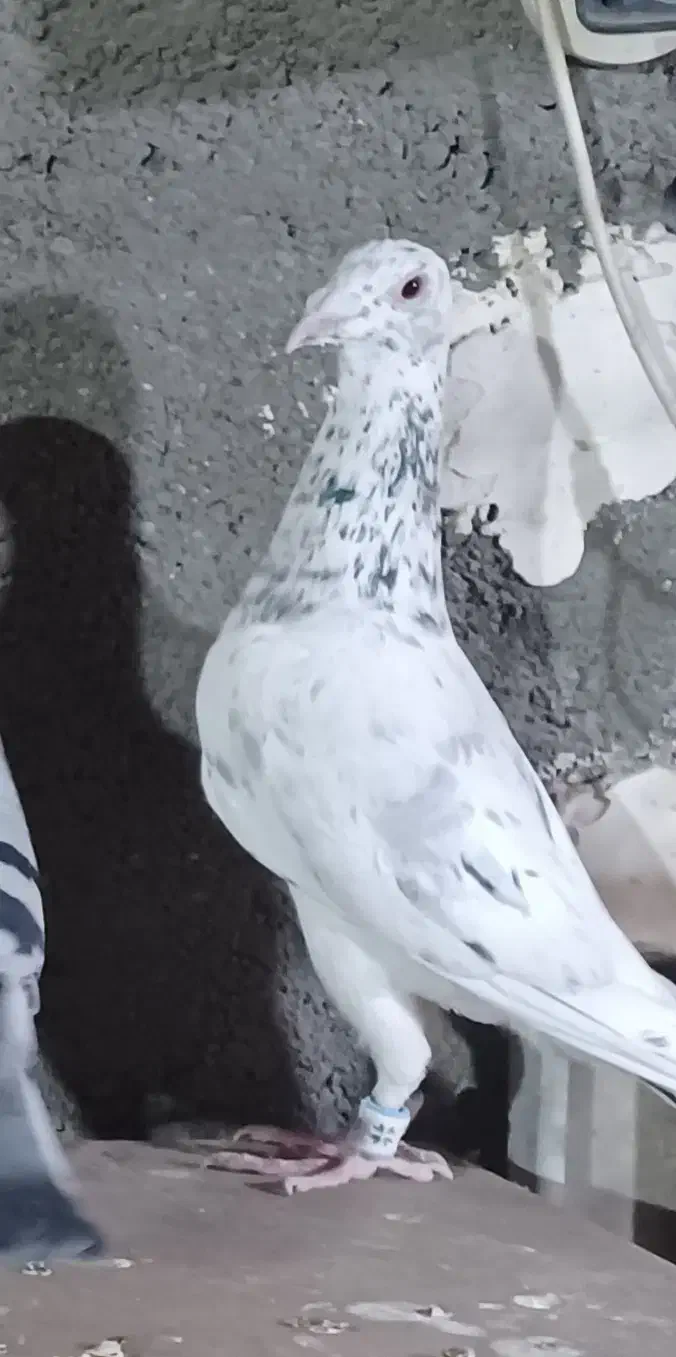 سار سرور|پرنده|مشهد, عبادی|دیوار