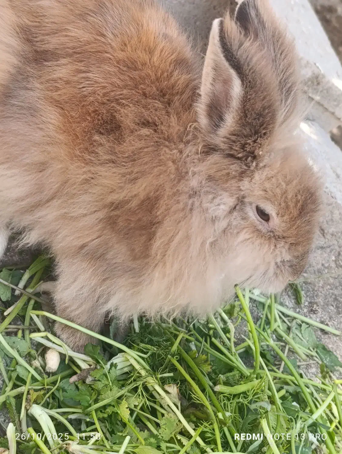 خرگوش|موش و خرگوش|کاکی, |دیوار