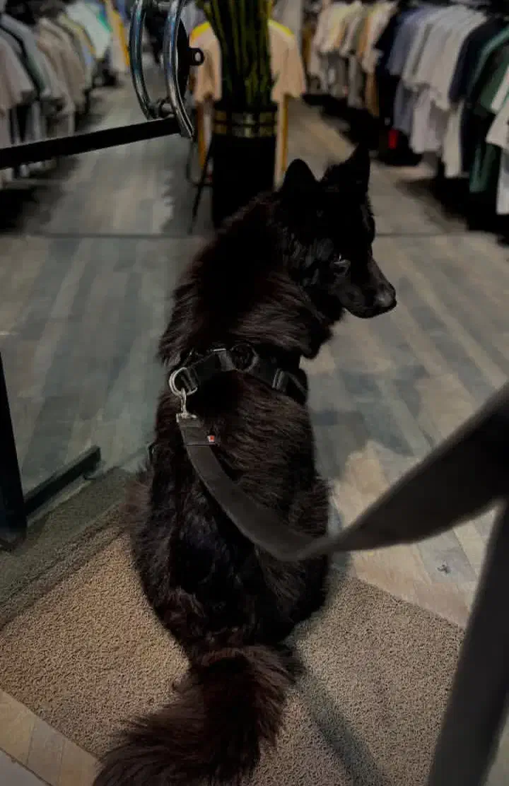 سگ بلک ژرمن|سگ|یزد, |دیوار