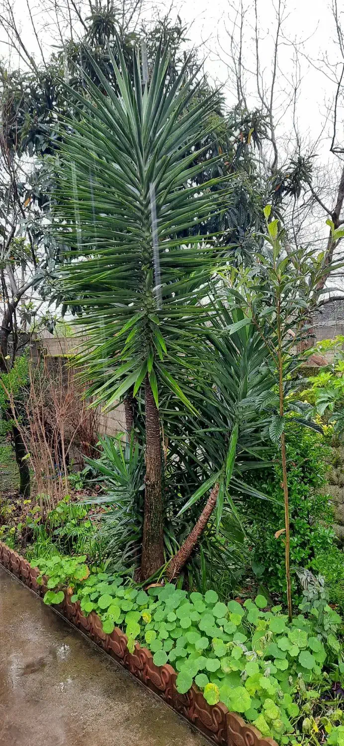 گل درختچه یوگا|گل و گیاه طبیعی|گوراب زرمیخ, |دیوار