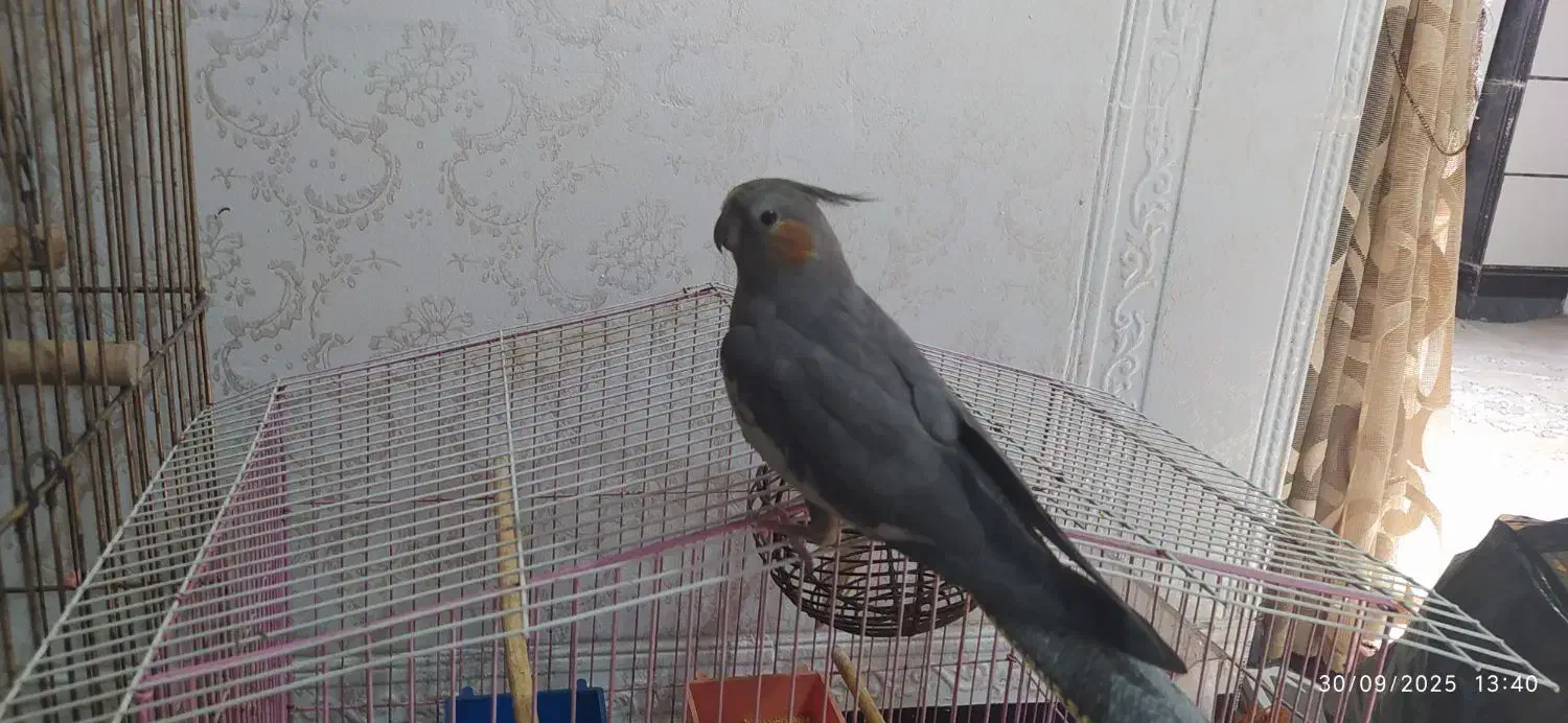 عروس هلندی|پرنده|دوگنبدان, |دیوار