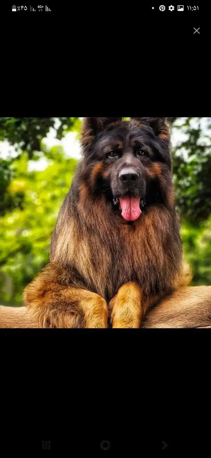 ژرمن نر|سگ|خرم‌آباد, |دیوار