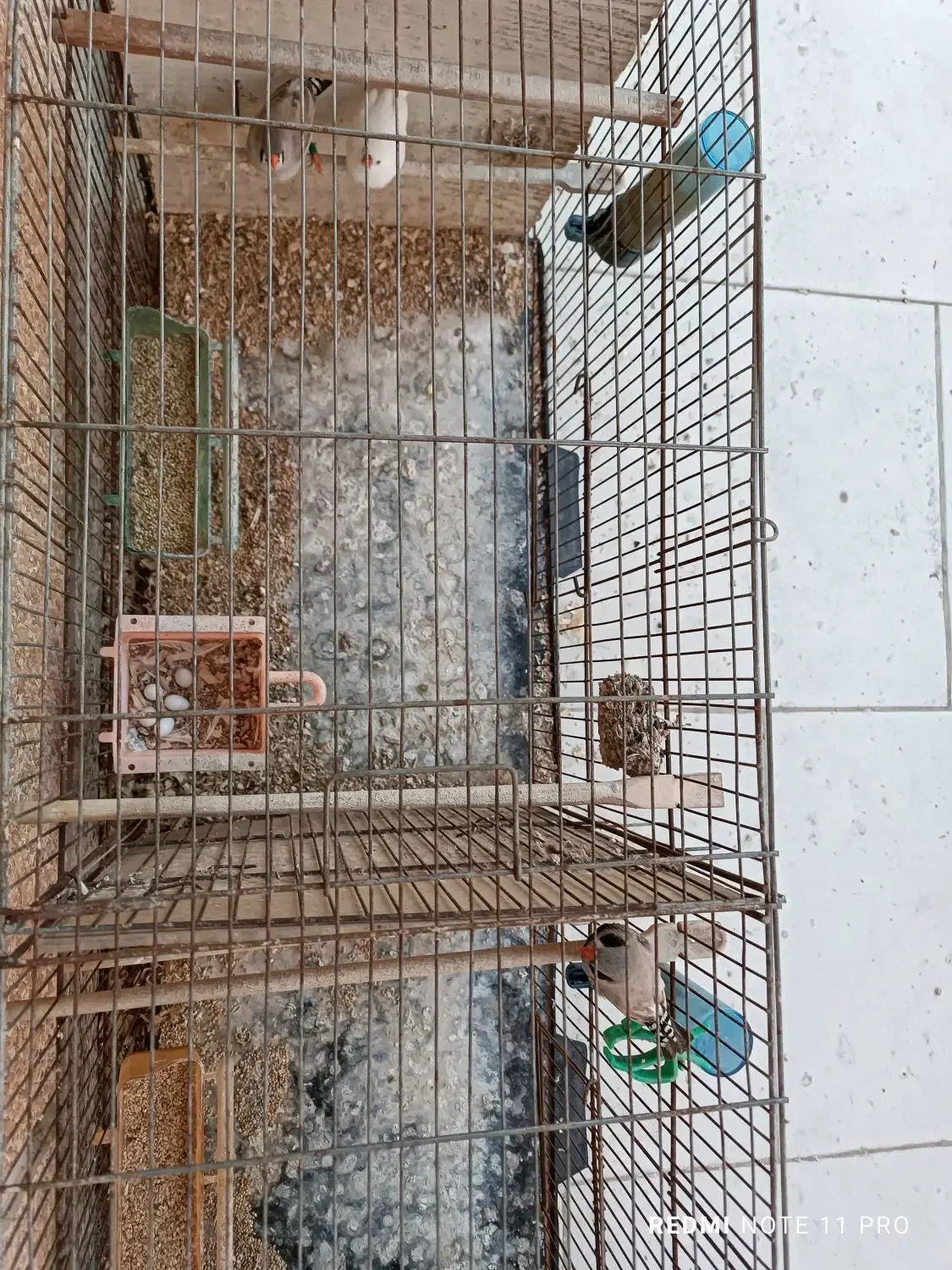 فنچ زبرا|پرنده|فریدون‌کنار, |دیوار