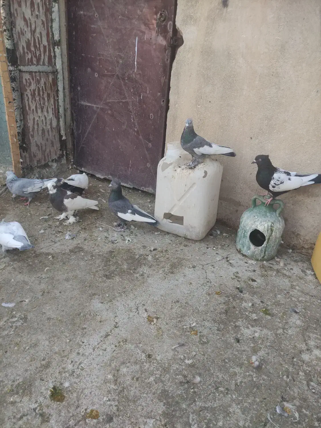 بهبهانی درجه یک|پرنده|شیراز, تندگویان|دیوار