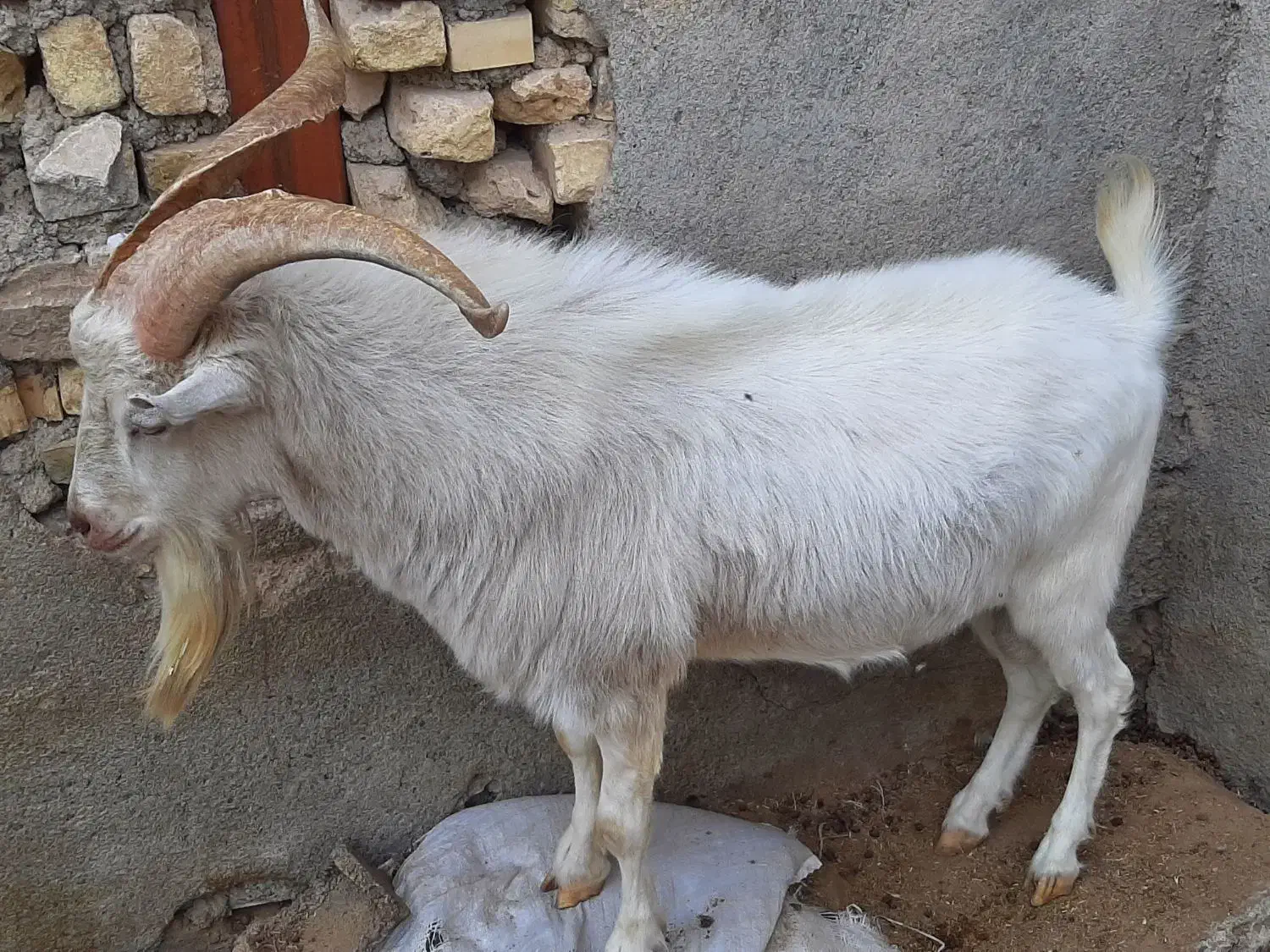 نر بز اصل سانن|حیوانات مزرعه|مشهد, شهرک مهرگان|دیوار