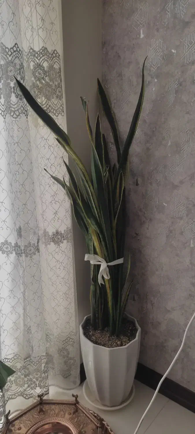 گل های خانگی|گل و گیاه طبیعی|شاهین‌شهر, شهرک ردانی پور|دیوار