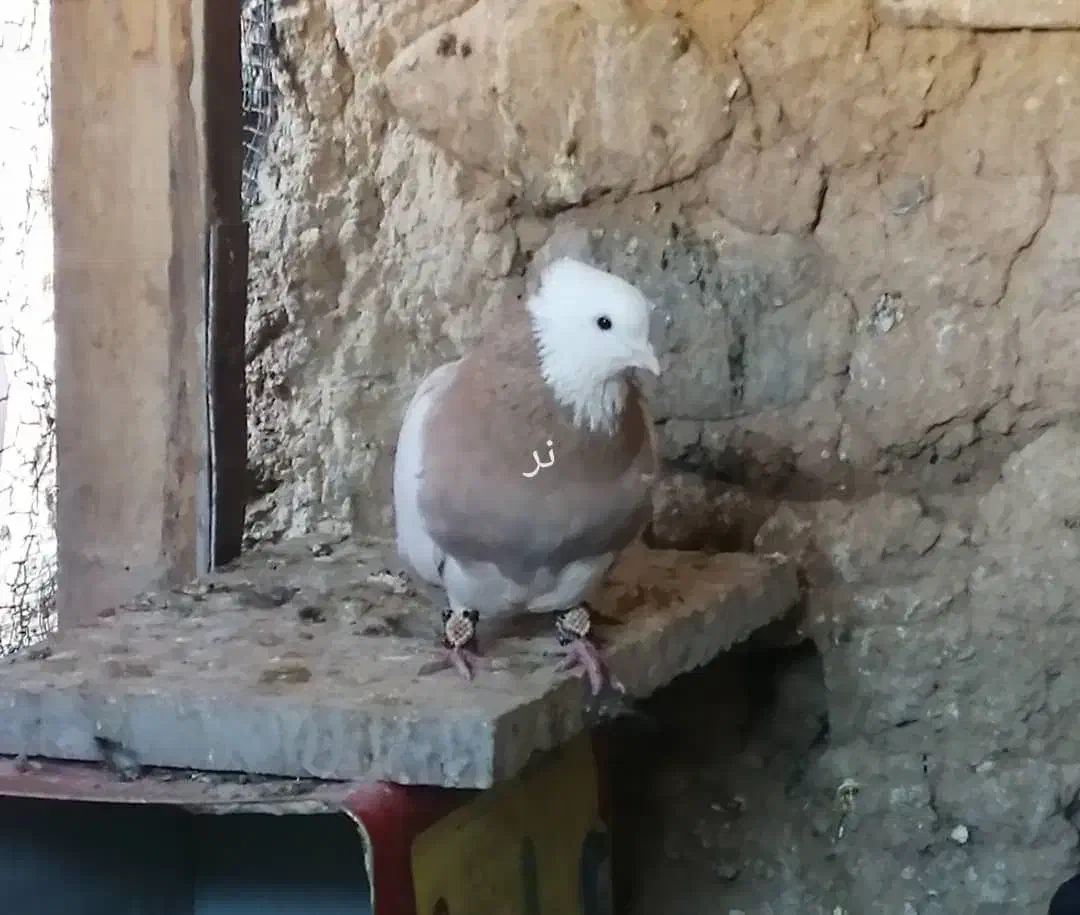 کبوتر طوقی|پرنده|باغ بهادران, |دیوار