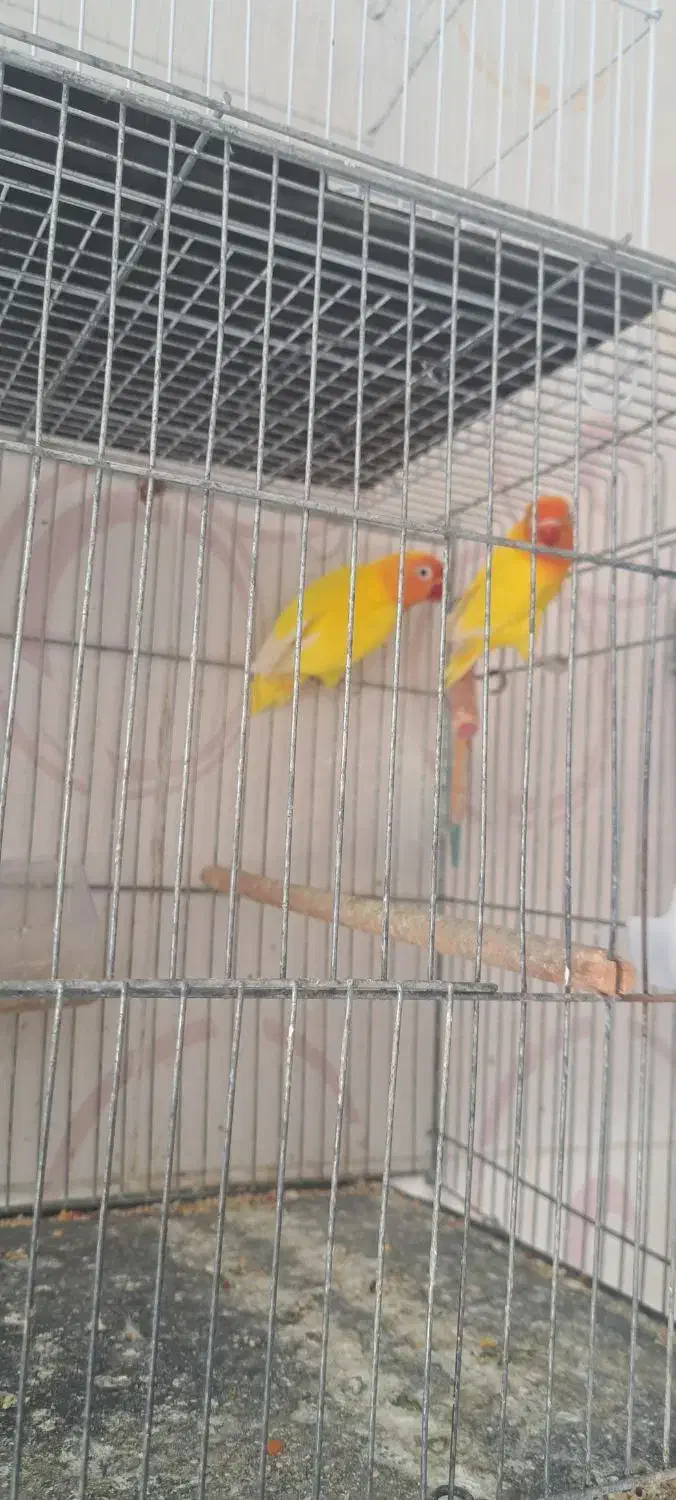 دو جفت کوتوله مولد|پرنده|میناب, |دیوار