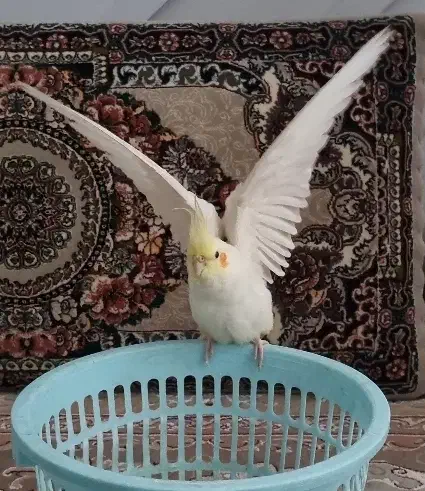 عروس هلندی|پرنده|مشهد, امیریه|دیوار