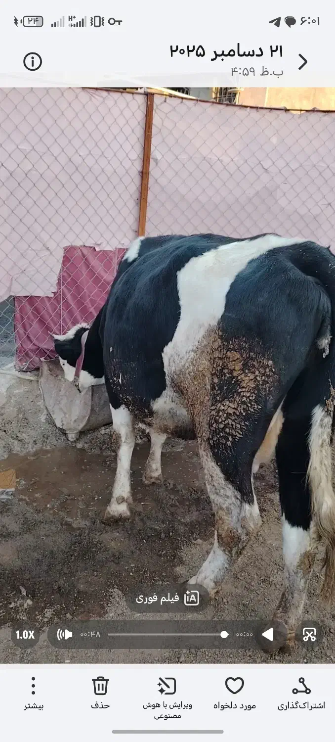 گاو|حیوانات مزرعه|روانسر, |دیوار