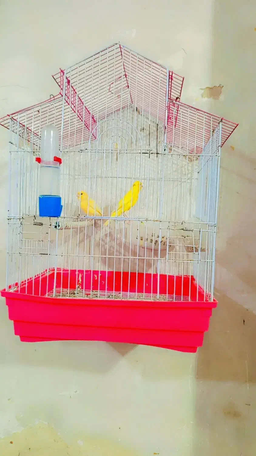 گتوند|پرنده|گتوند, |دیوار