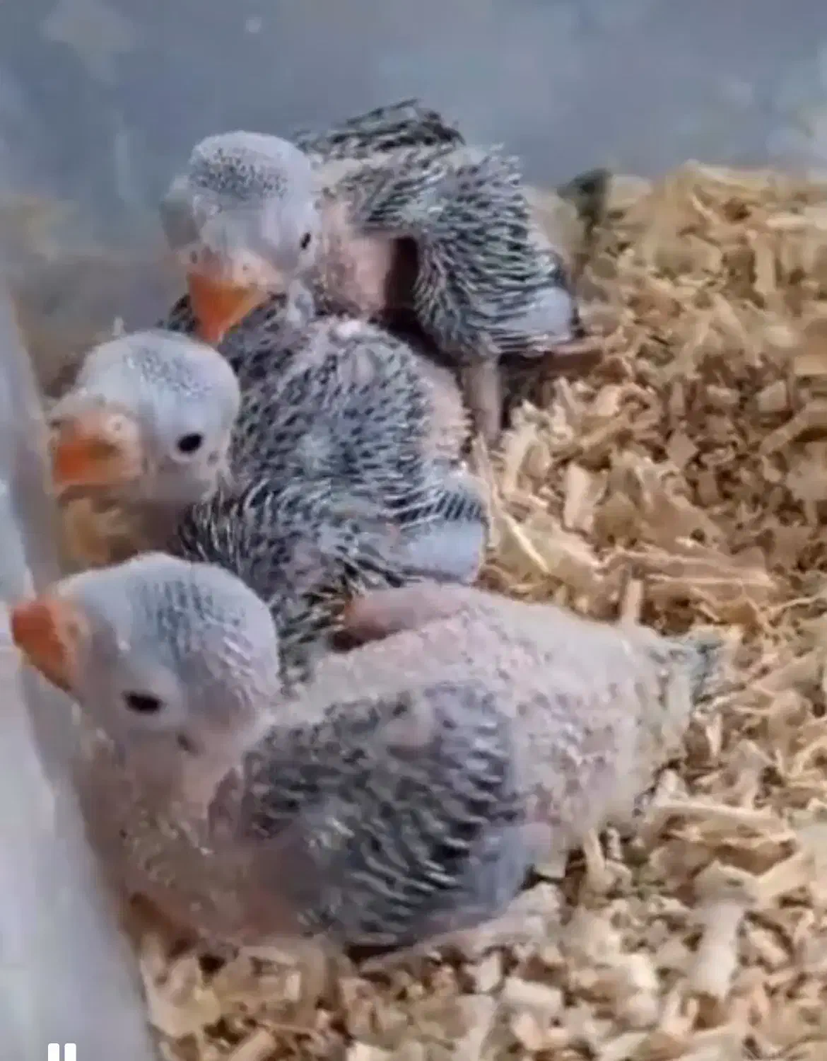 جوجه سرلاکی ۴۰ روزه ملنگو سبز|پرنده|زنجان, |دیوار