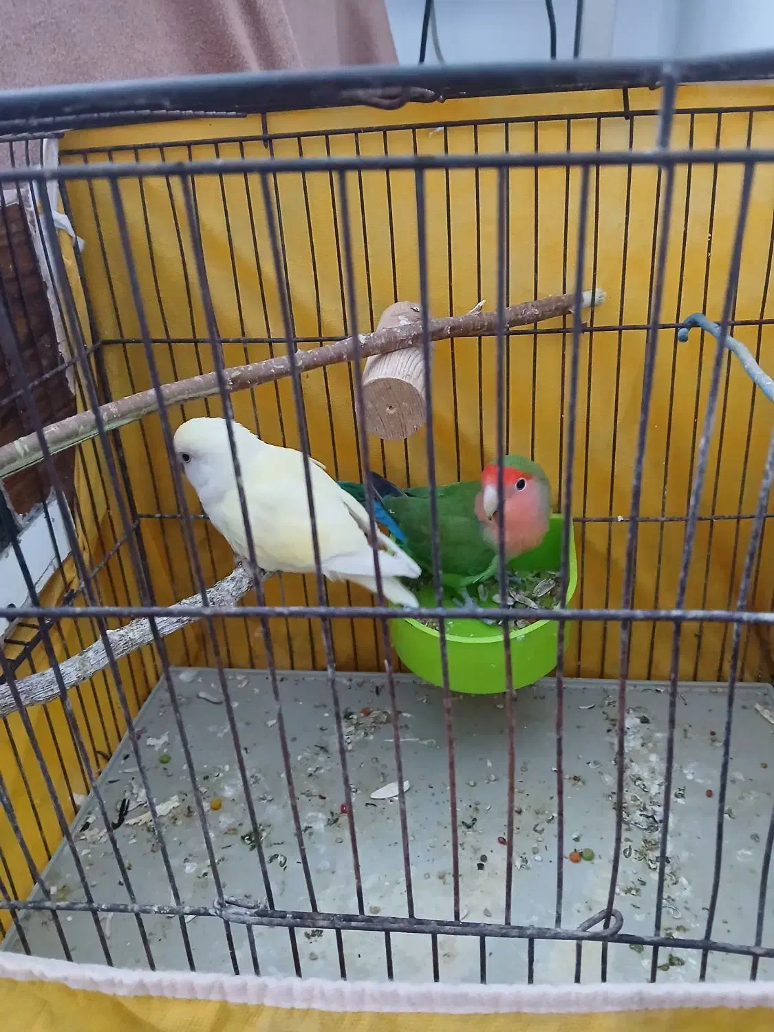 یه جفت طوطی برزیلی شرط|پرنده|کارون, |دیوار