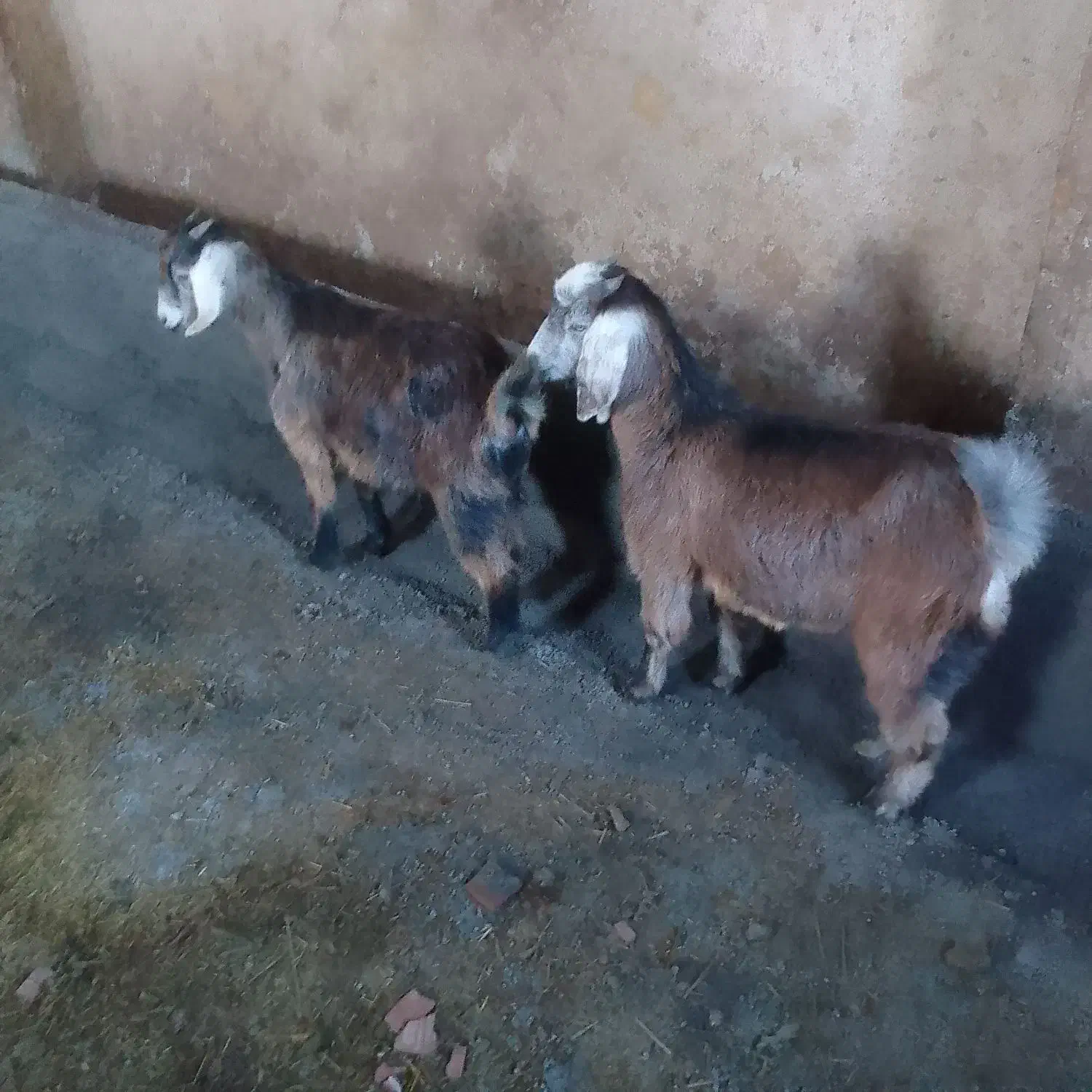 بزغاله چاق|حیوانات مزرعه|ثمرین, |دیوار